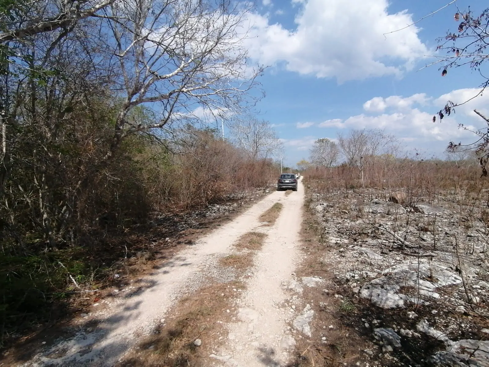 Palmavista
